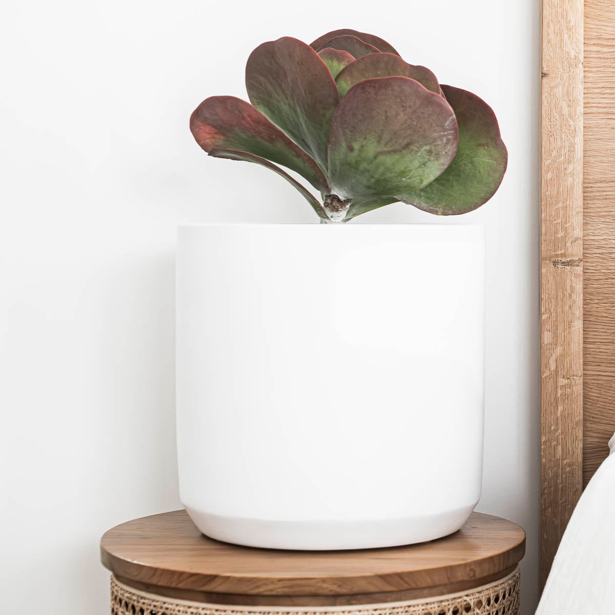 6 tips for caring for indoor plants