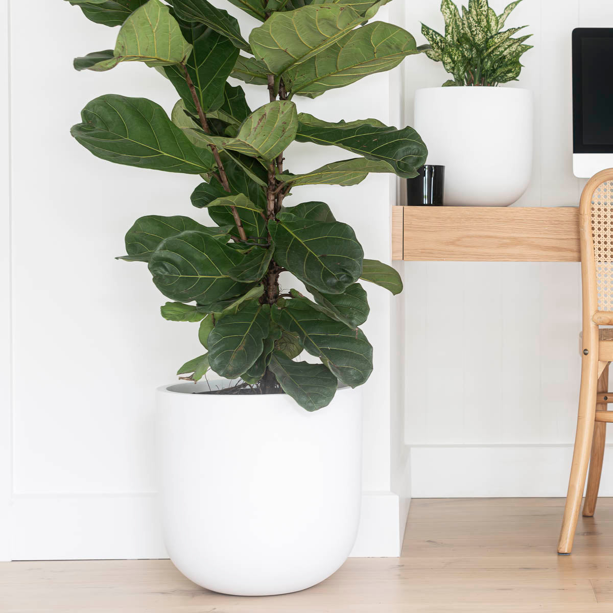 Plant Care: Fiddle Leaf Fig (Ficus lyrata)
