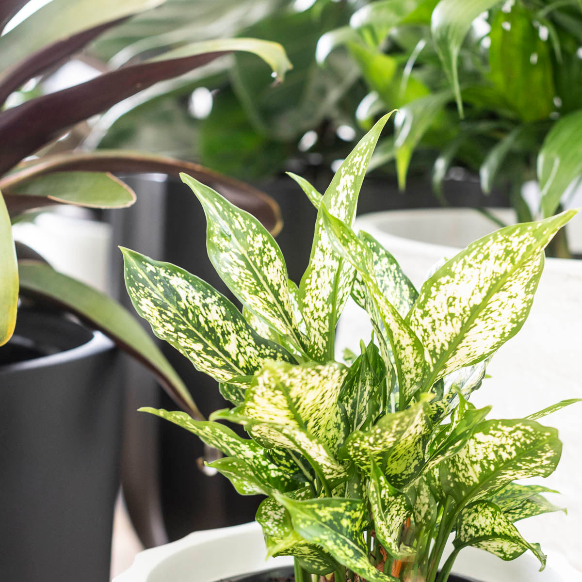 plants for humid environments