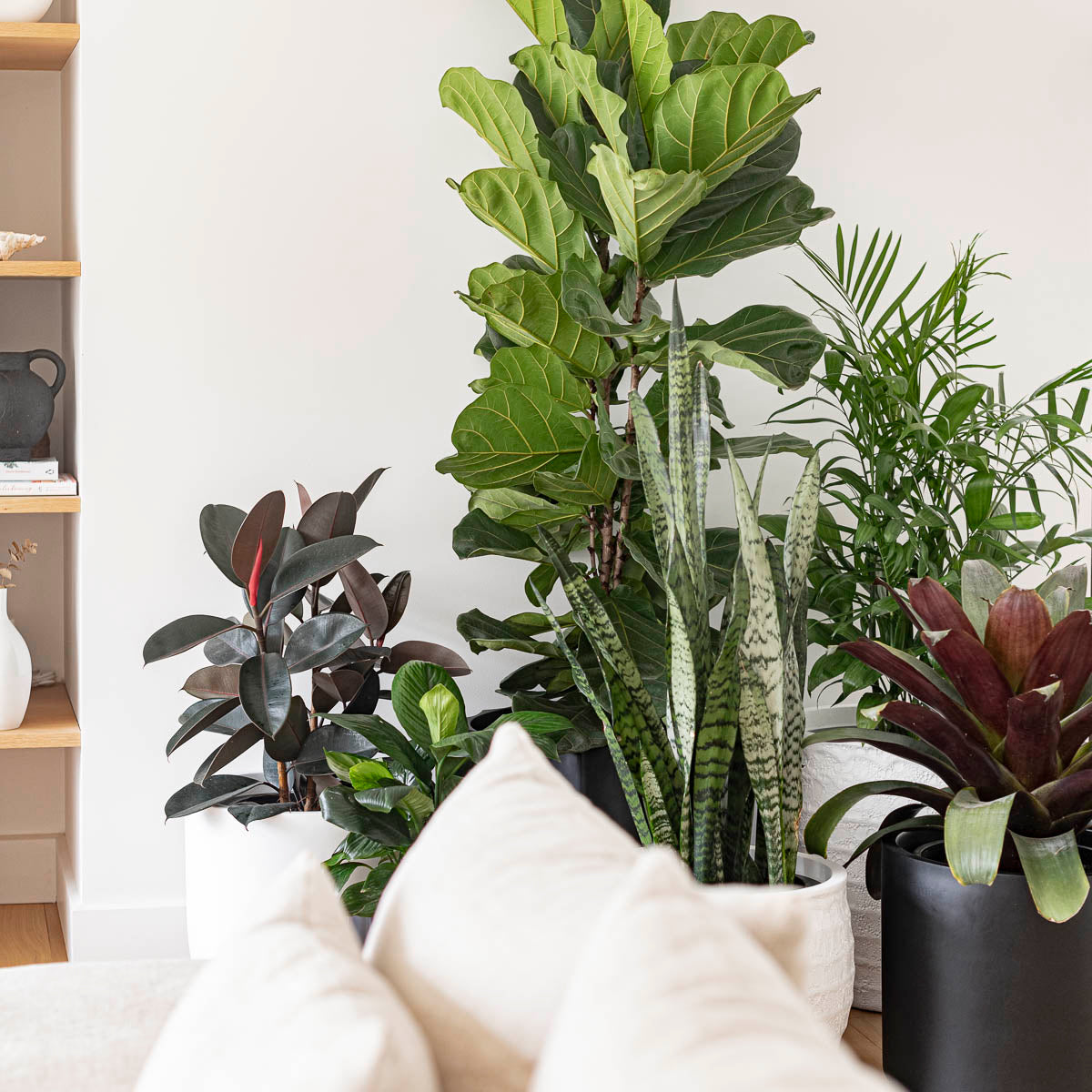 Why Plants Make Everything Better - The Science Behind Plant Power