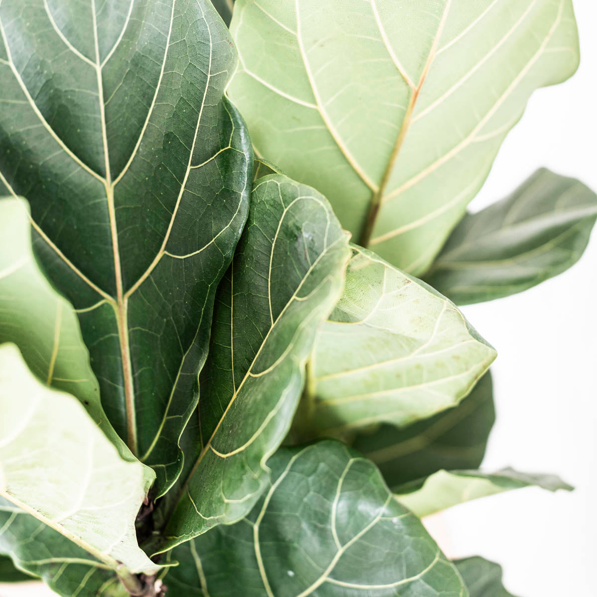 How to Style Your Home With Plants