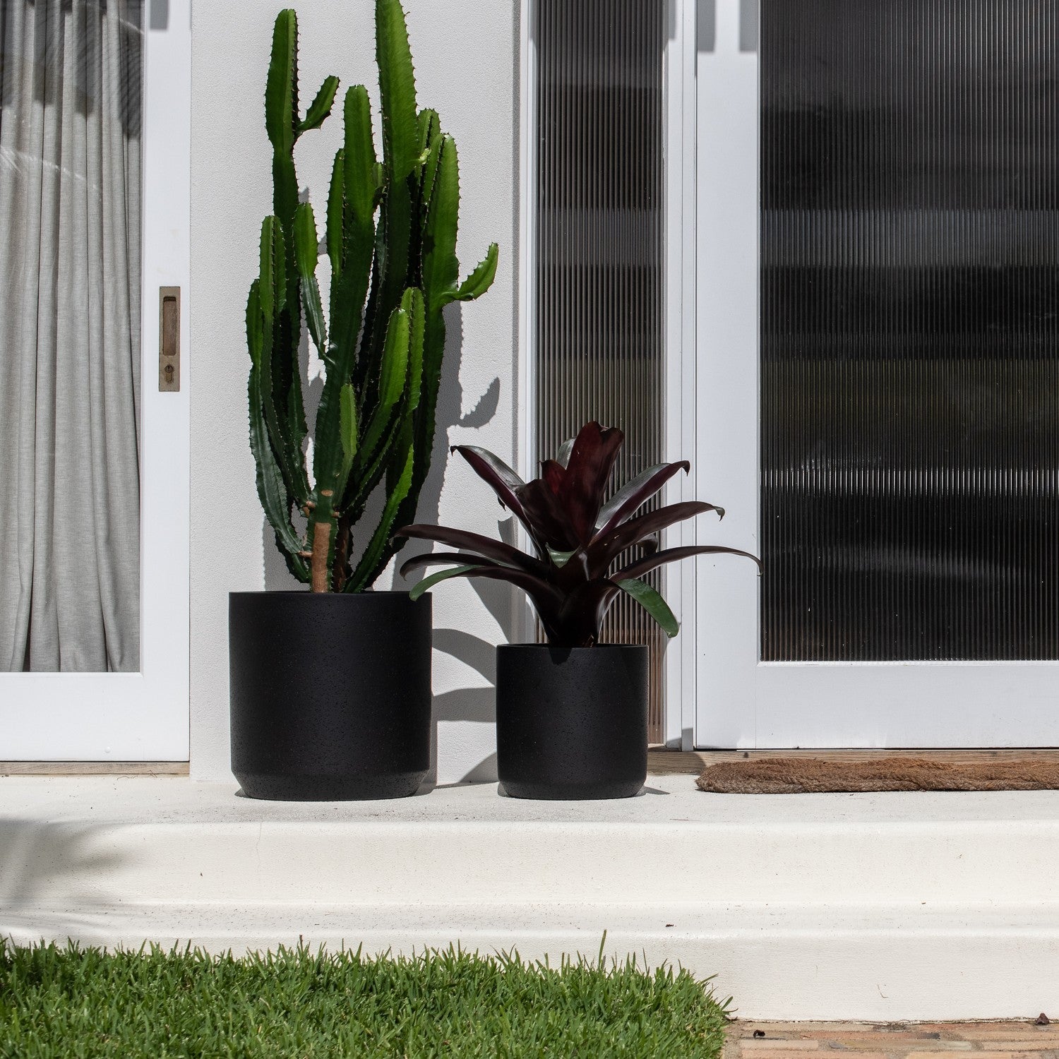 Bold and Striking Indoor Plants for Textural Pots