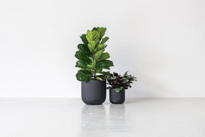 CALI (Set of 2 pots)