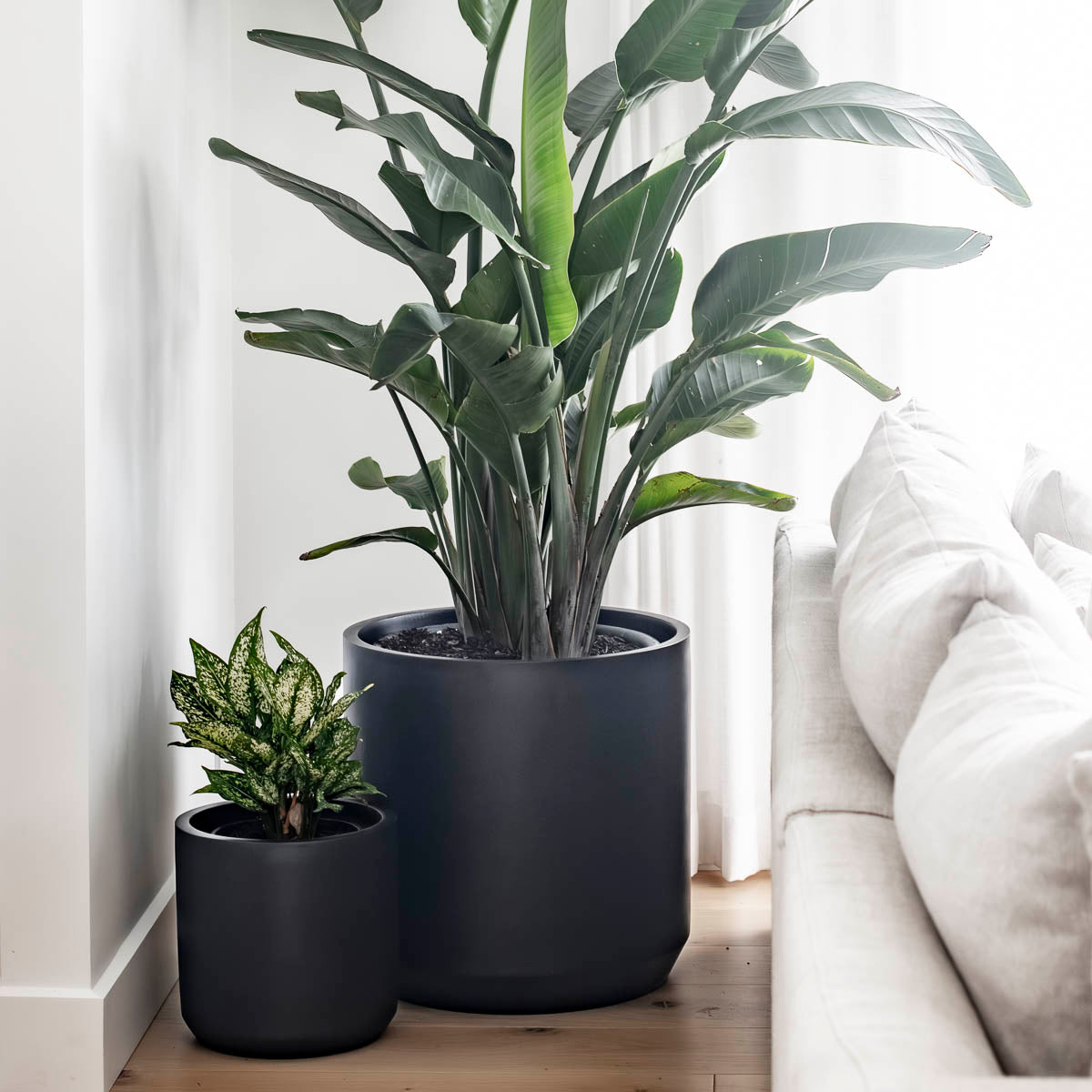 How to Choose the Right Plants for Your Space