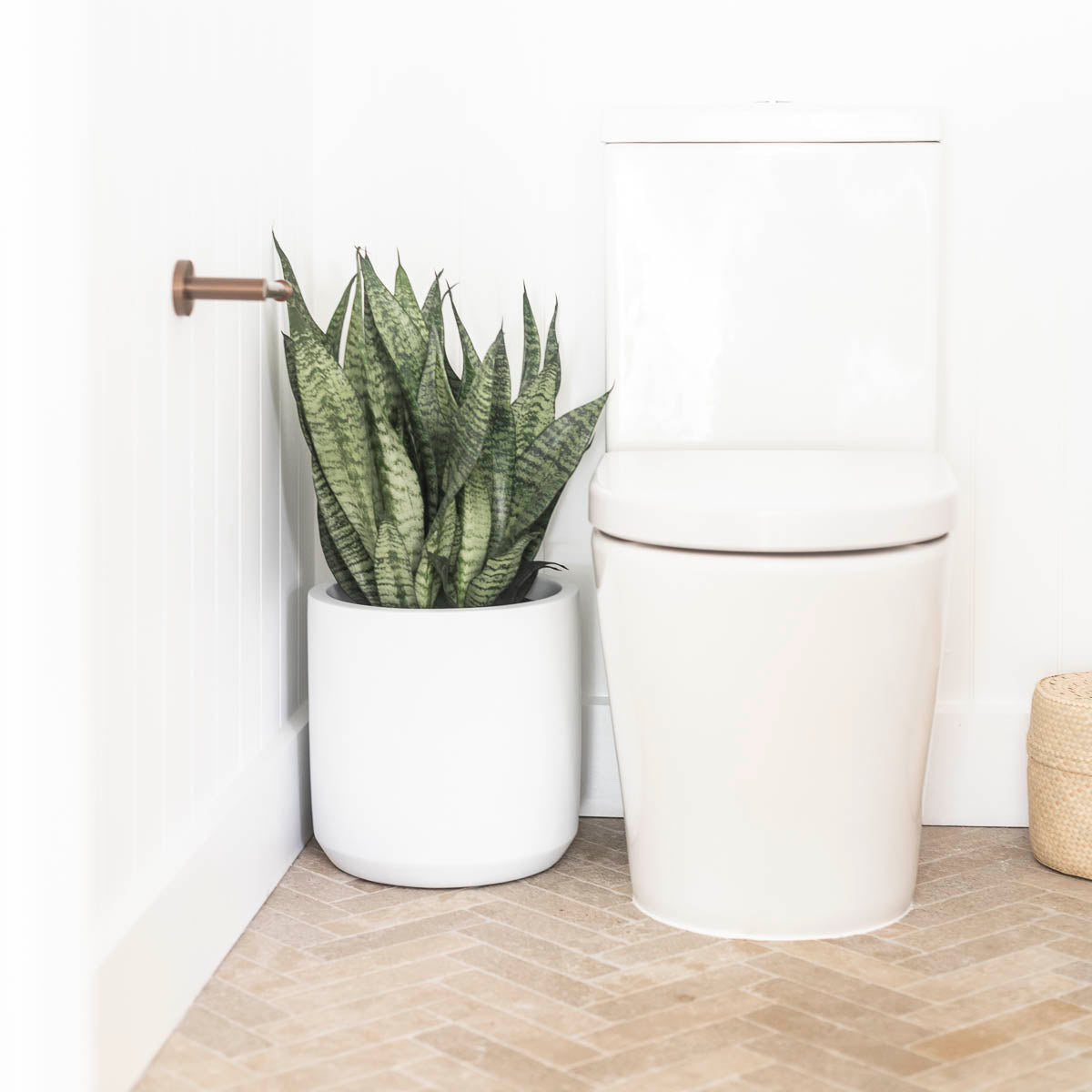 Indoor Plants That Thrive in Low Light Spaces