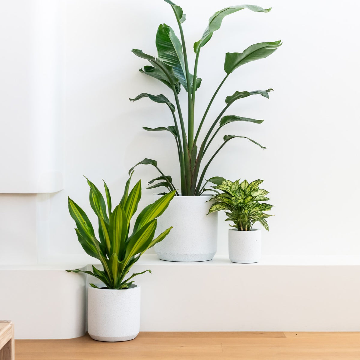 TOKO (Set of 3 pots)