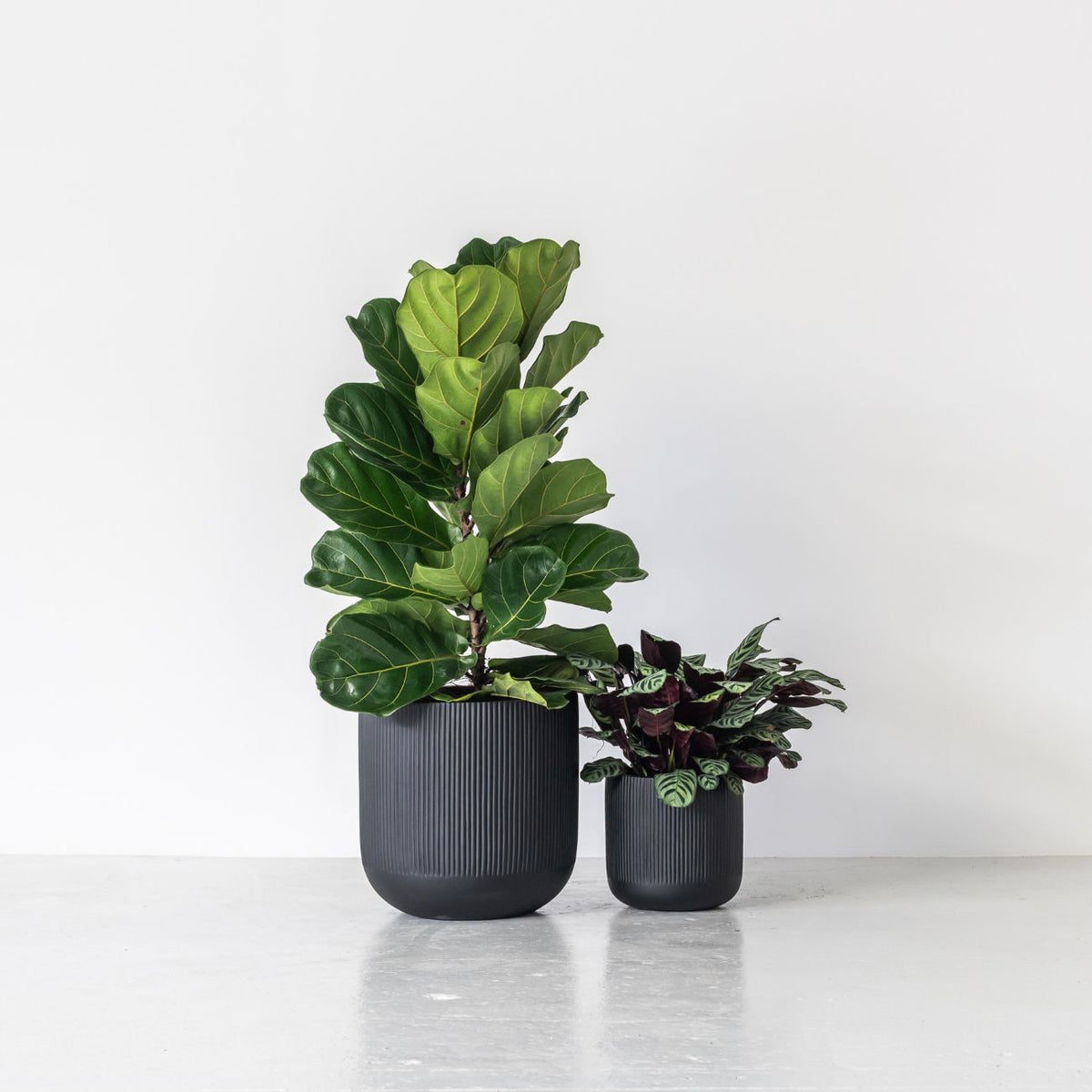 CALI (Set of 2 pots)