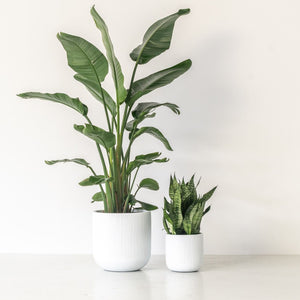 CALI (Set of 2 pots)