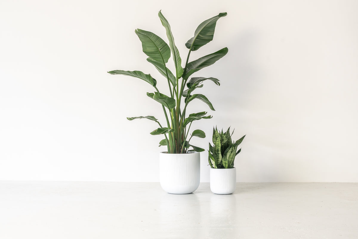 CALI (Set of 2 pots)